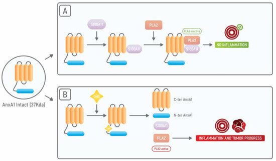 Cells 10 01472 g002 550