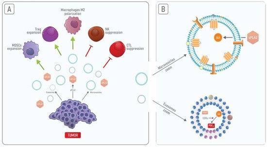 Cells 10 01472 g003 550