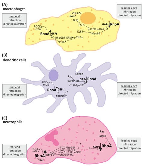 Cells 10 01681 g002 550