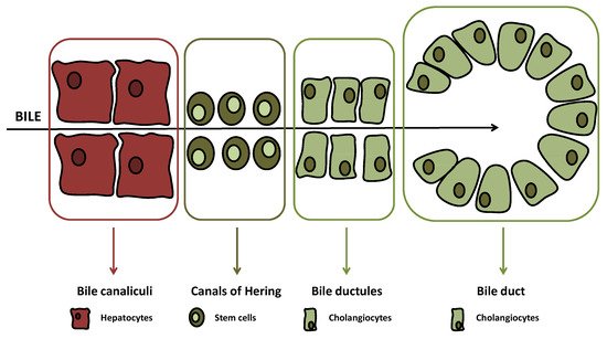 Cells 10 01692 g001 550