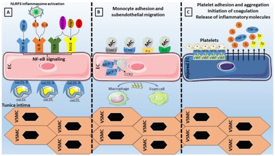 Biomedicines 09 00781 g001 550