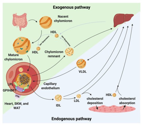 Lipoprotein Lipase Regulation in Atherosclerosis | Encyclopedia MDPI