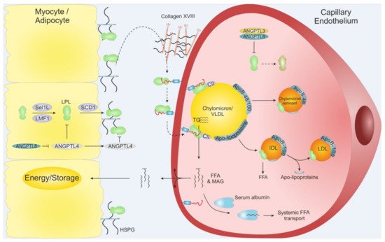 Biomedicines 09 00782 g003 550