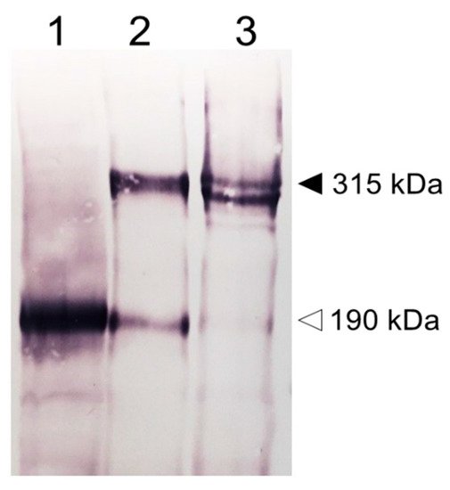 Biomolecules 09 00273 g002 550