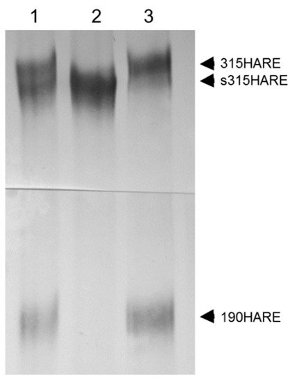 Biomolecules 09 00273 g003 550