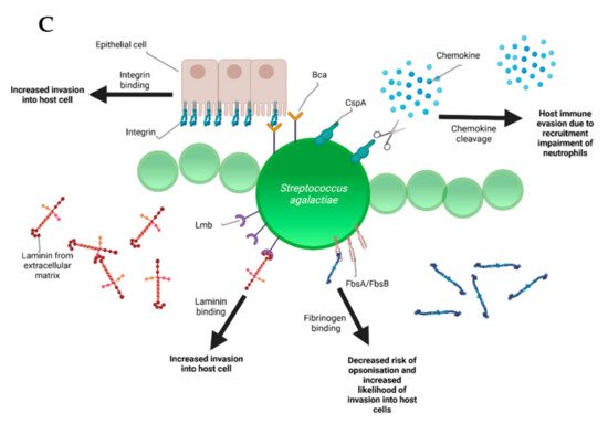 Microorganisms 09 01497 g002b 550