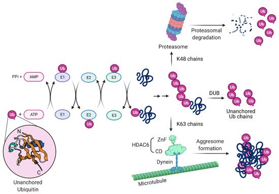 Cells 10 01722 g003 550