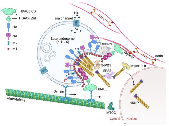 Cells 10 01722 g004 550