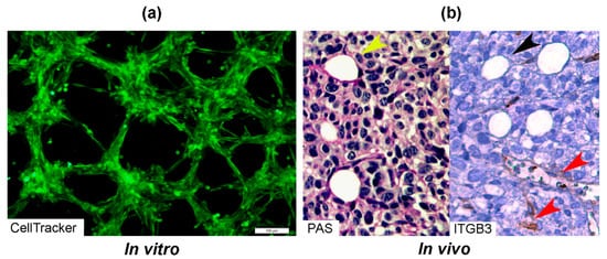 Cells 10 01758 g002 550