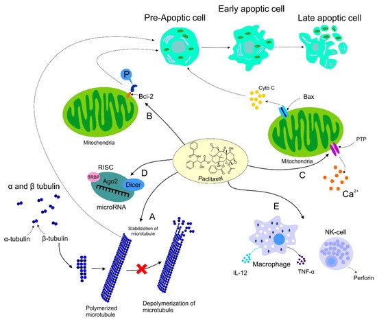 Biomolecules 09 00789 g001 550