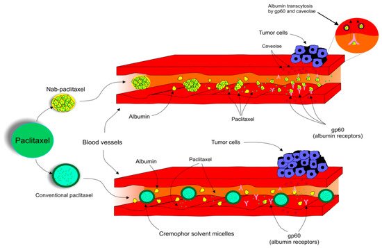 Biomolecules 09 00789 g002 550