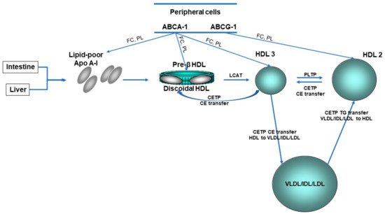 Biomedicines 09 00810 g002 550