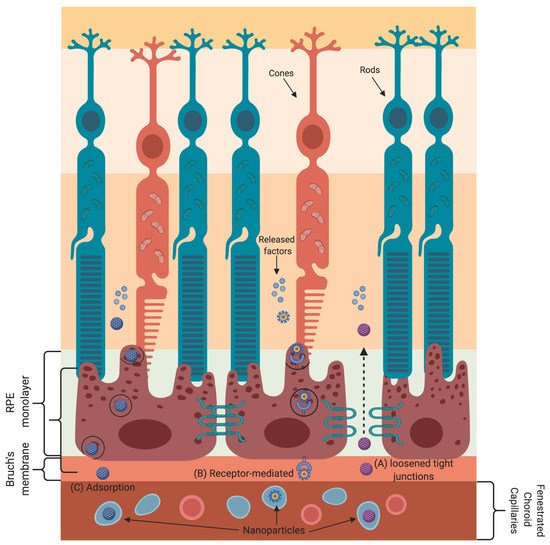 Nanomaterials 11 01880 g003 550