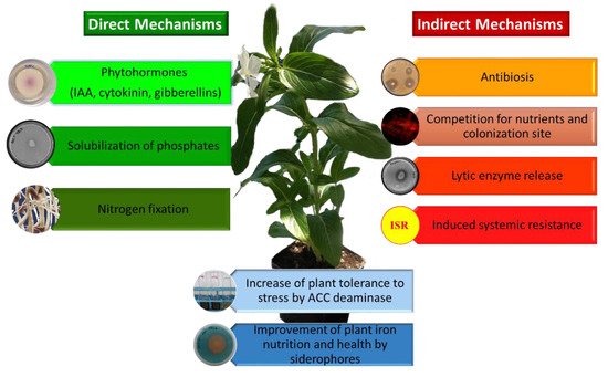 Microorganisms 09 01533 g002 550