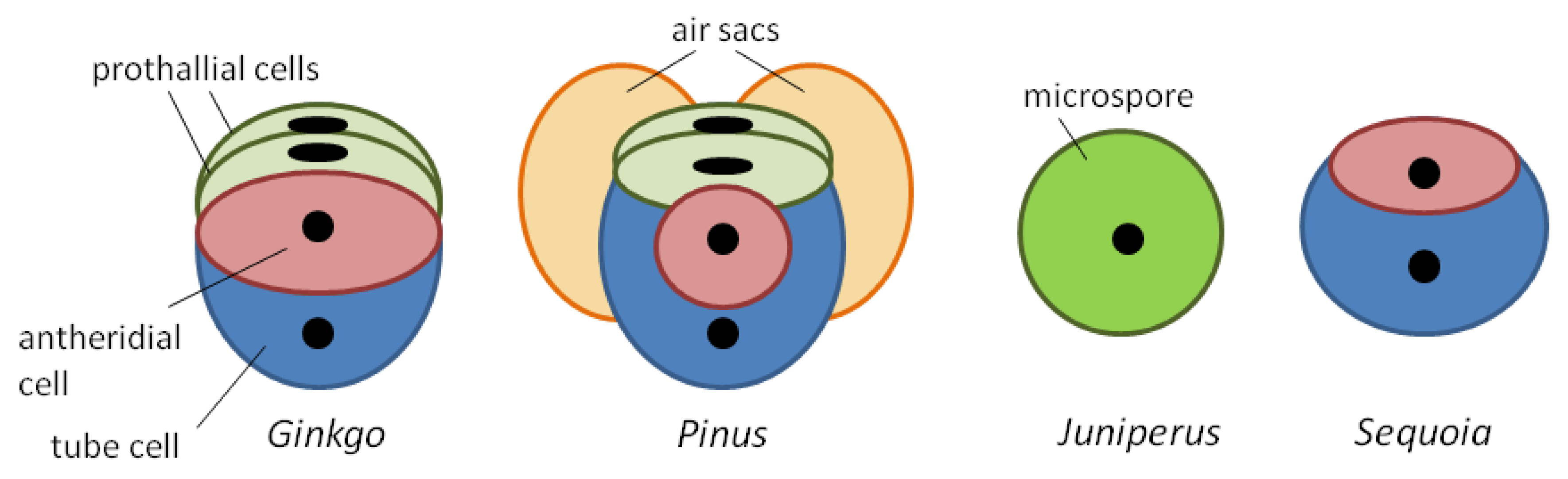 BIOLAB - Préparation Microscopique (Gymnospermes) - Pollen de pin  (ballonnets aérifères)