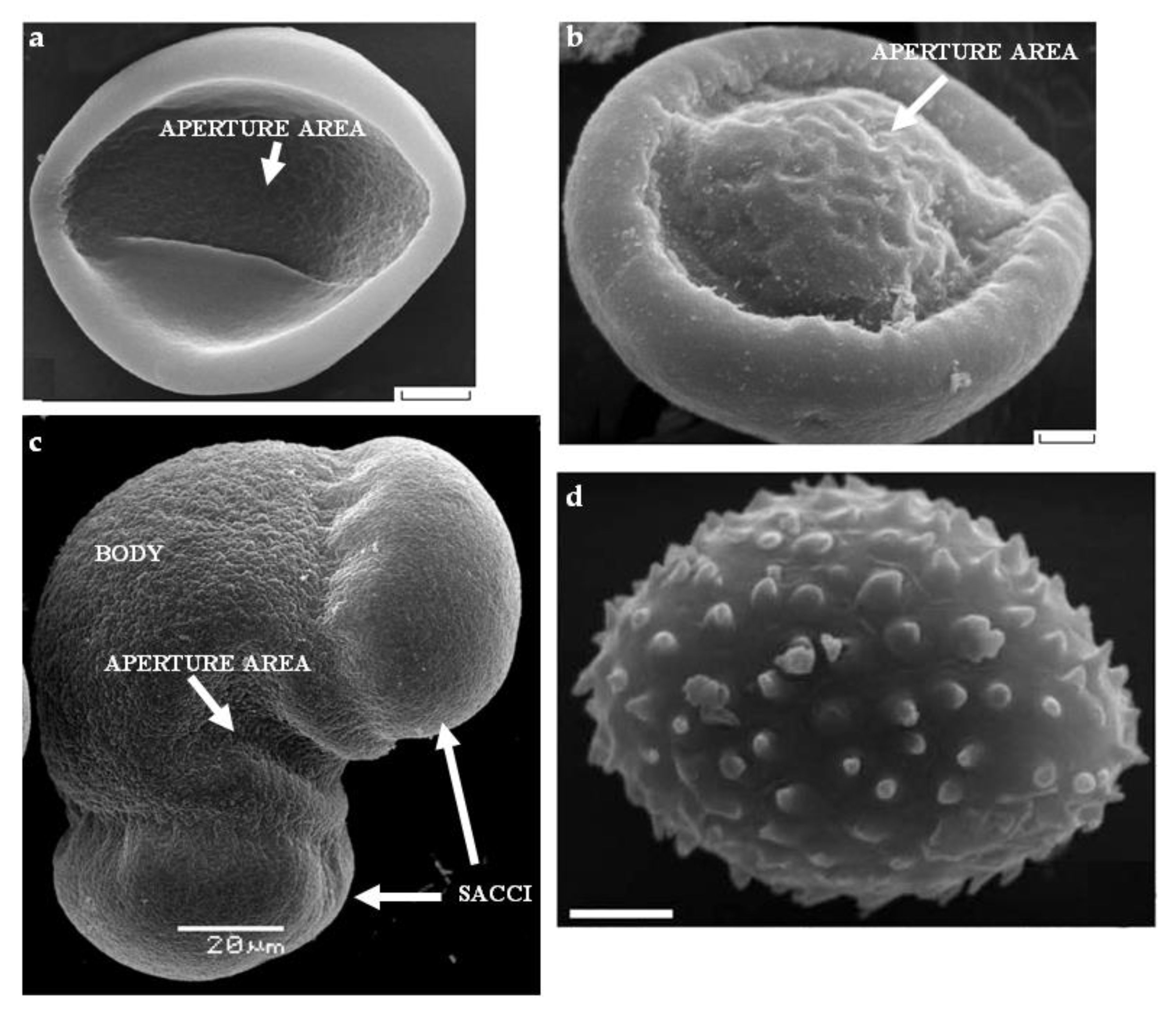 BIOLAB - Préparation Microscopique (Gymnospermes) - Pollen de pin  (ballonnets aérifères)
