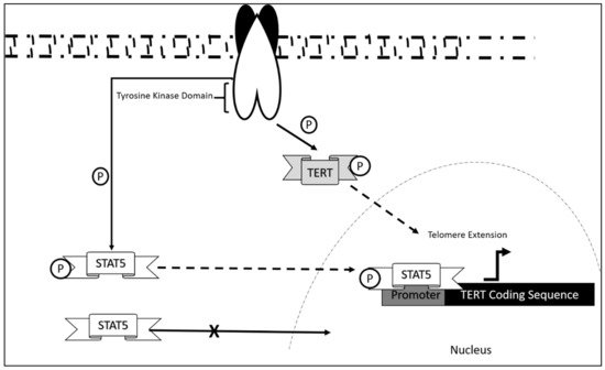 Genes 12 01188 g002 550