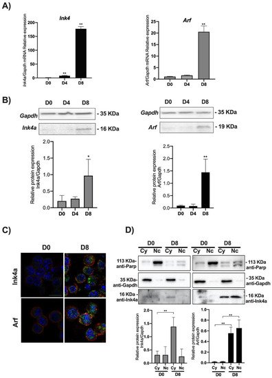 Biomolecules 11 01124 g002 550