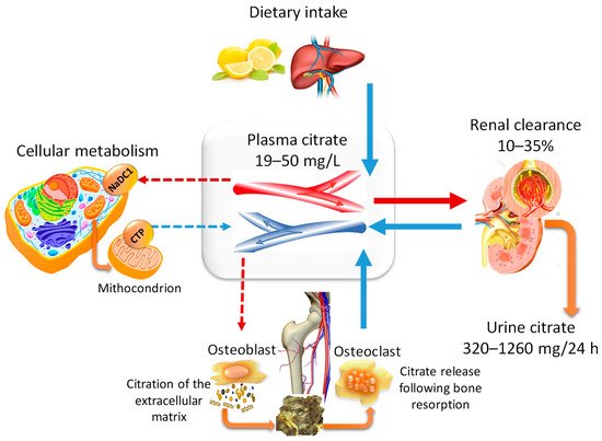 Citrate Pathophysiology and Bone Diseases | Encyclopedia MDPI