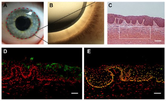 Bioengineering 08 00108 g003 550