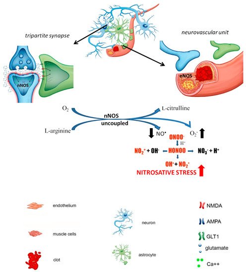 Biomolecules 11 01097 g002 550