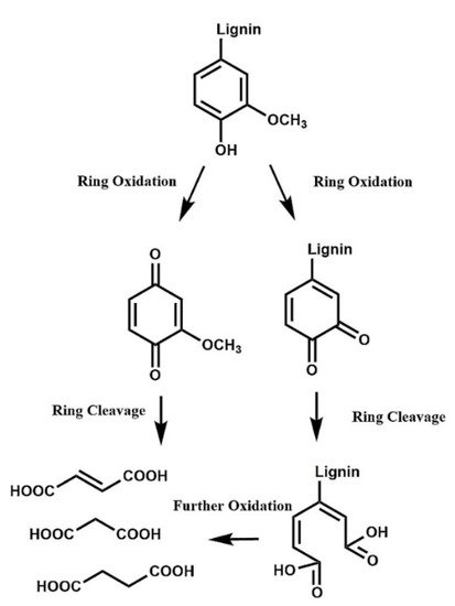 Molecules 26 04602 g010 550