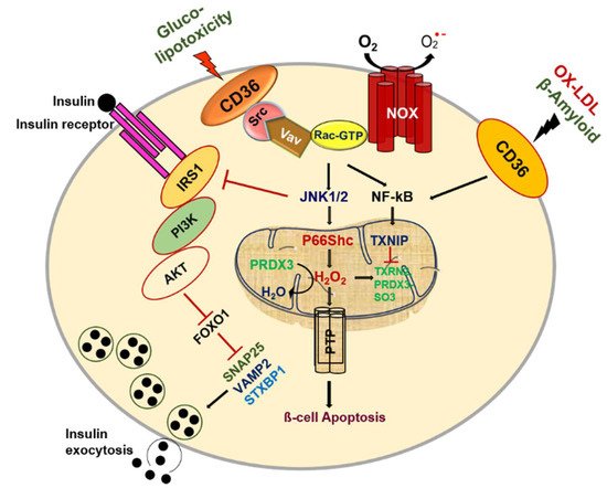 Cells 10 01833 g002 550