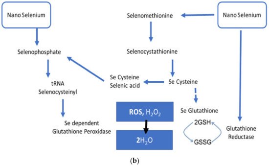 Nanomaterials 11 02005 g002b 550