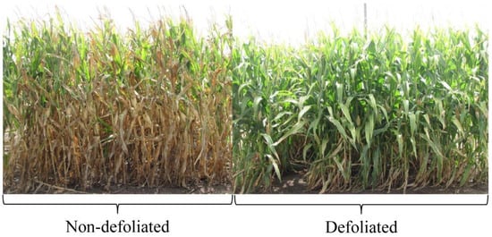 Agronomy 11 01376 g004 550