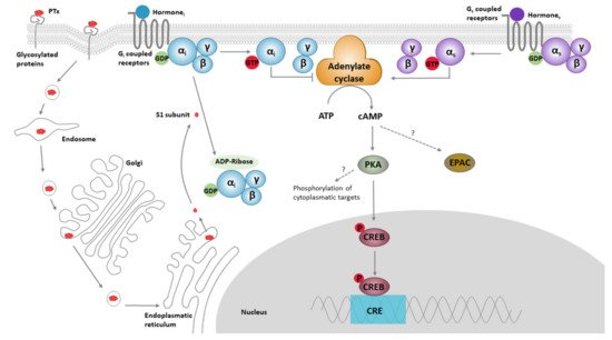 Toxins 13 00565 g001 550