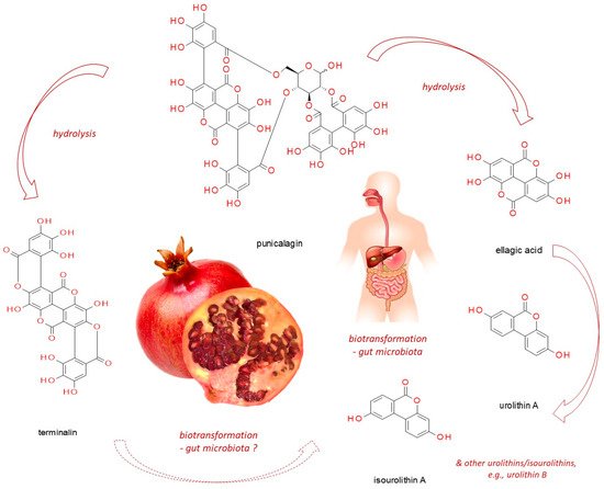 Nutrients 13 02733 g001 550