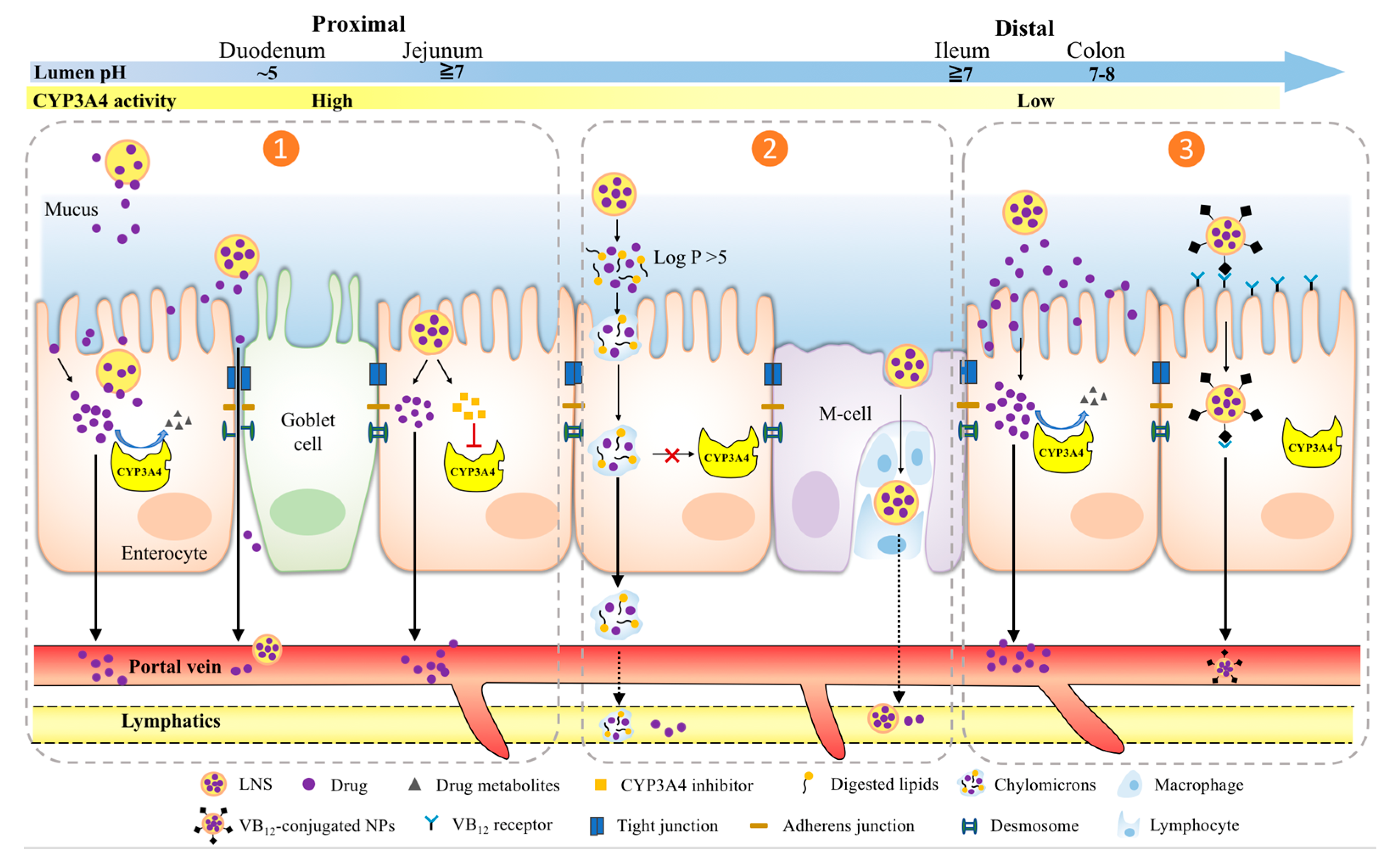 Pharmaceutics 13 01261 g002