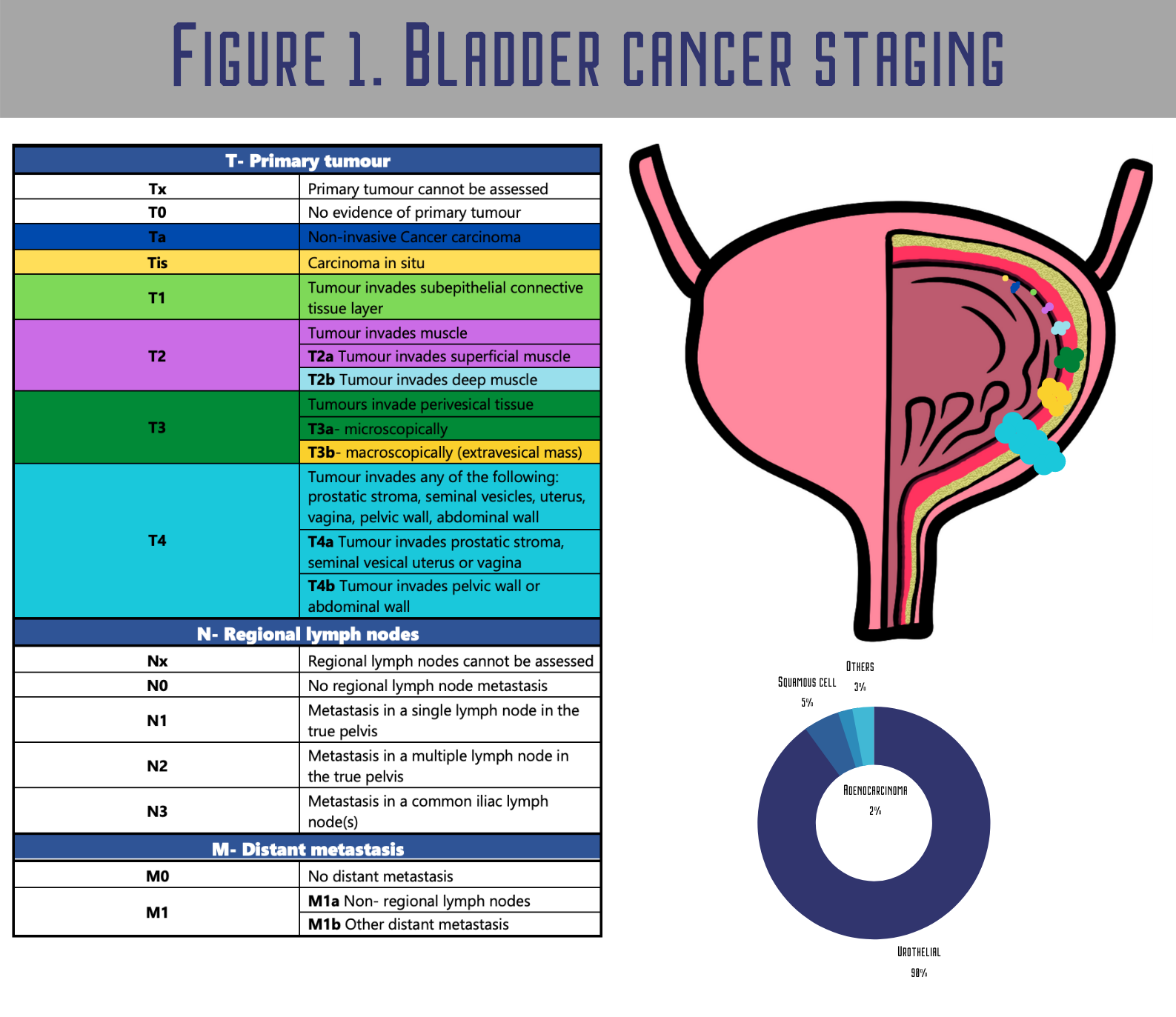 Bladder Cancer Staging
