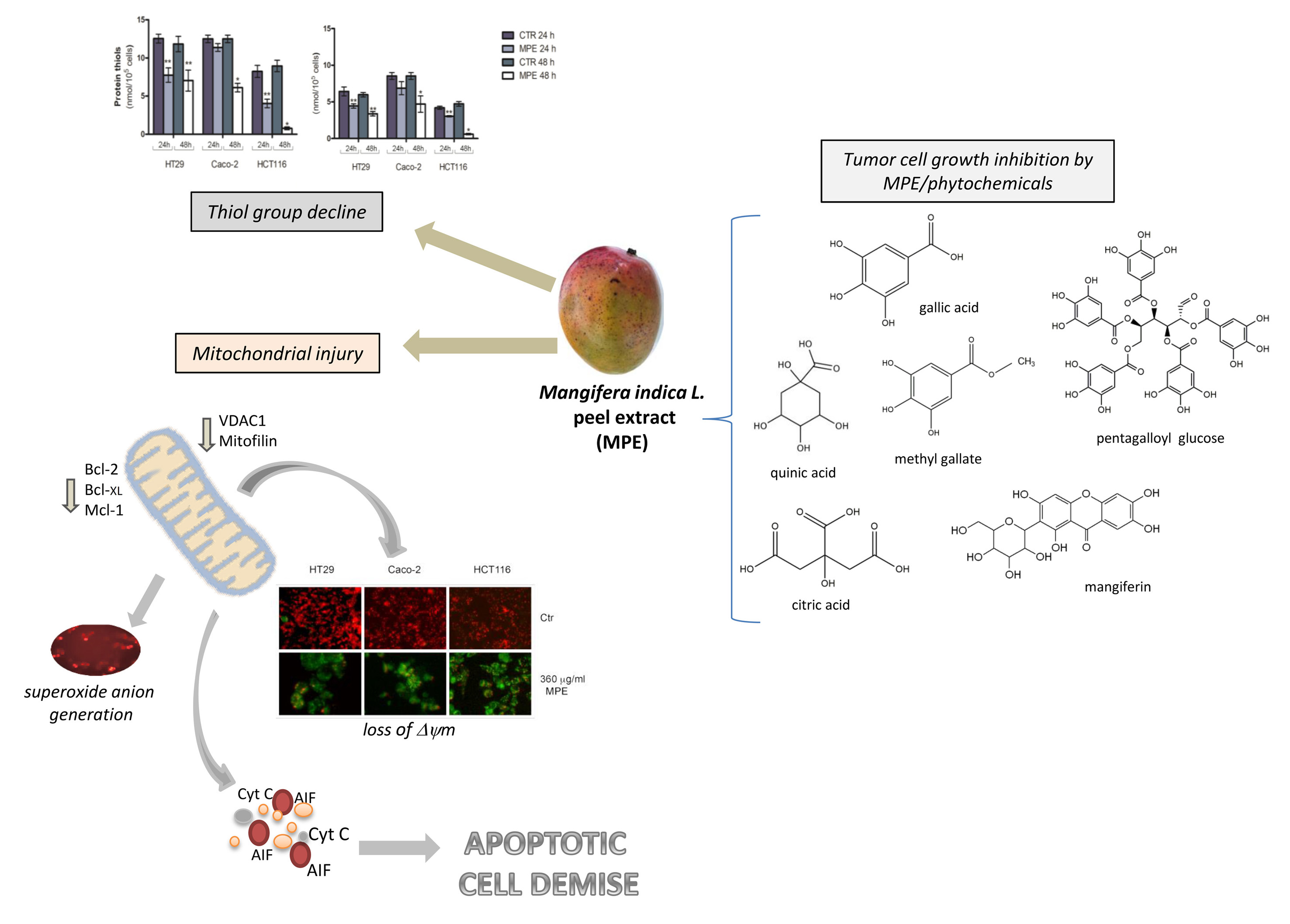 Schematic representation of antitumor effect of Mango Peel extract in colon canncer cells