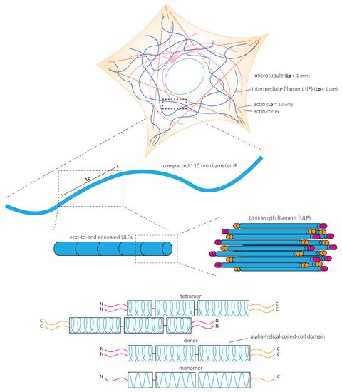 Cells 10 01905 g003 550