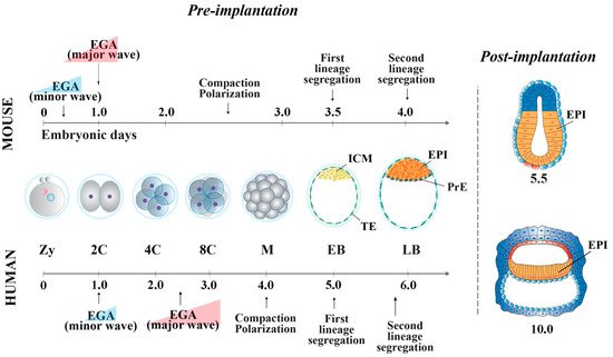 Cells 10 02049 g001 550