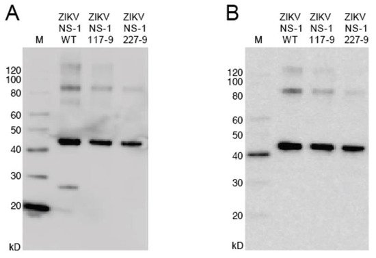 Viruses 13 01771 g002 550