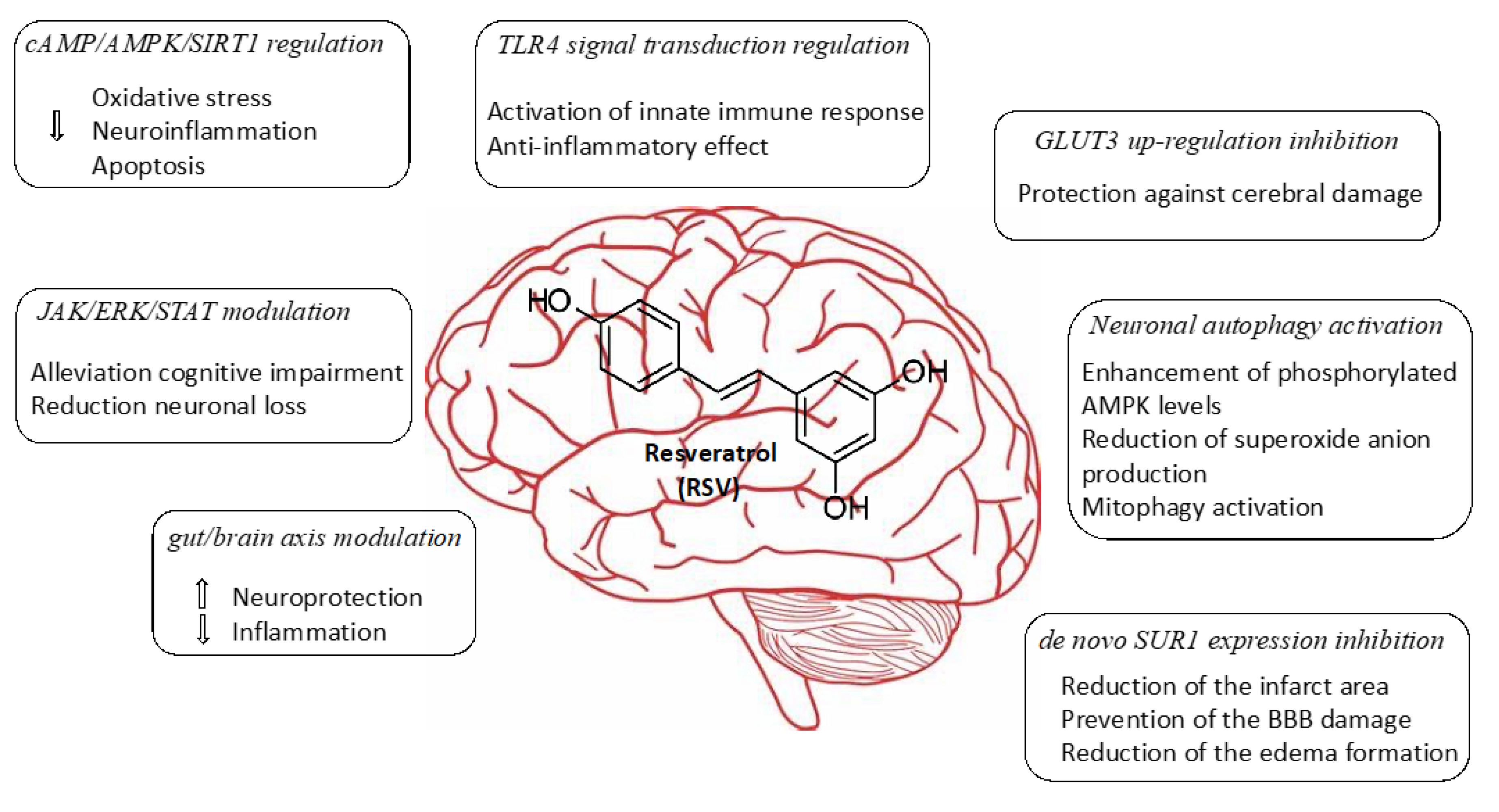 Neurosci 02 00022 g001