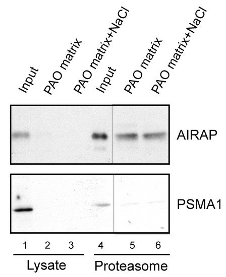 Biomolecules 11 01317 g003 550