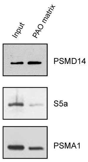 Biomolecules 11 01317 g004 550