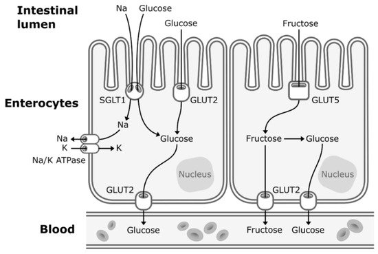 Nutrients 11 01006 g001 550