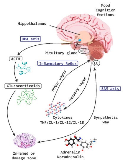 Nutrients 11 00890 g001 550