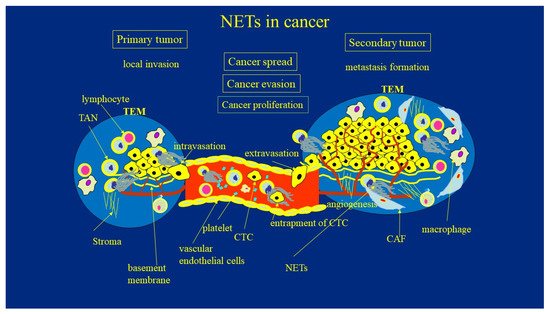 Cancers 13 04495 g001 550