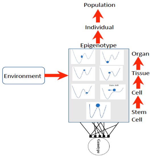 Light in shaping life: Biophotons in biology and medicine