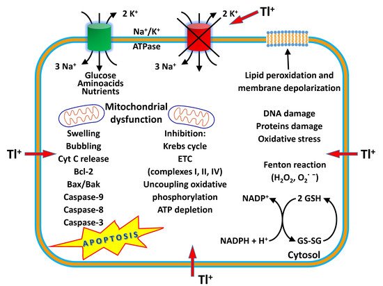 Thallium | Encyclopedia MDPI