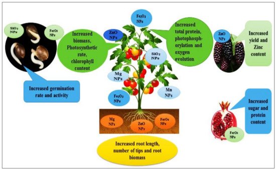 Horticulturae 07 00332 g002 550