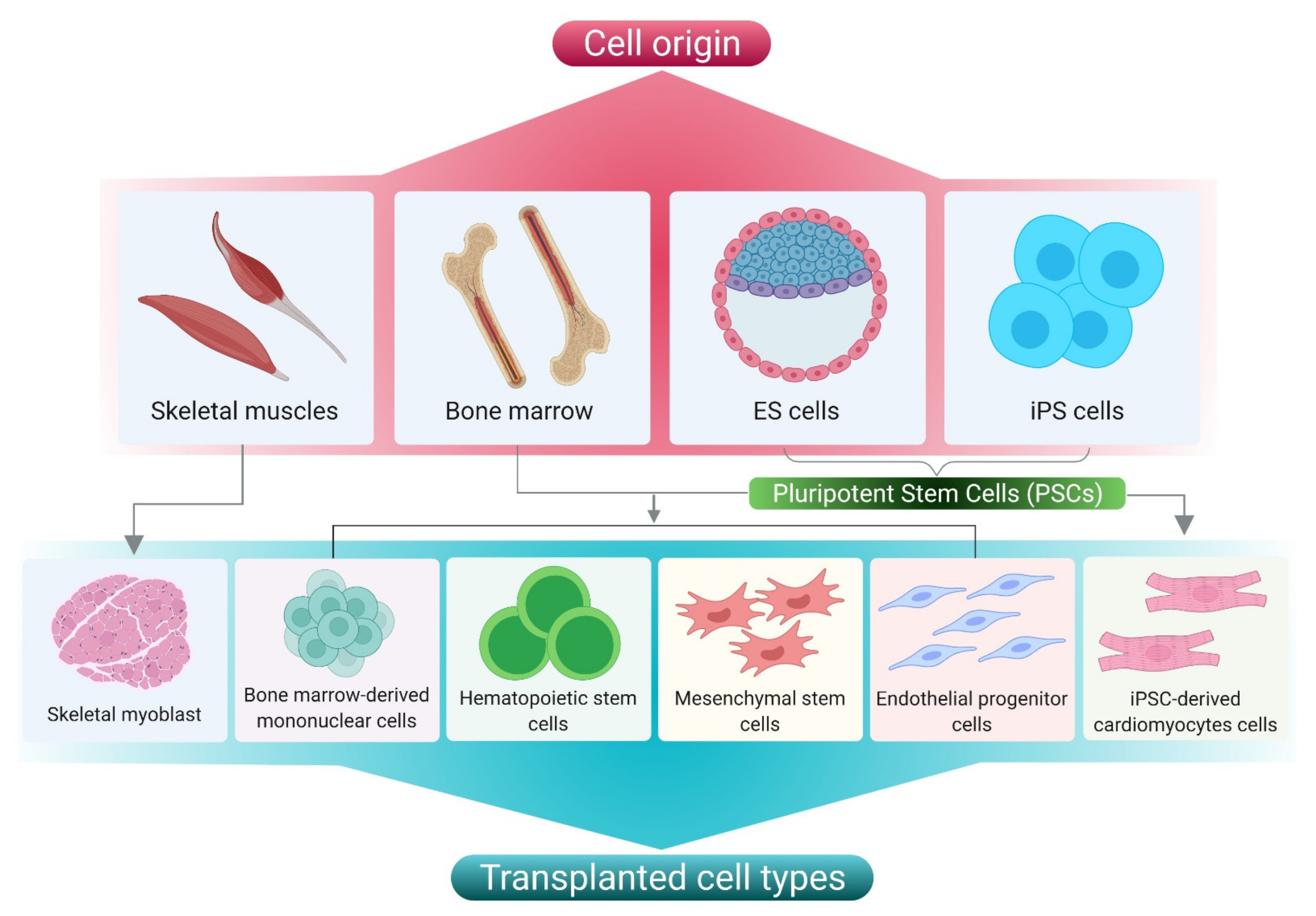 Cells 10 02538 g003