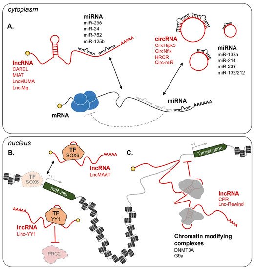 Cells 10 02512 g003 550