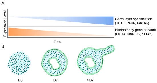 Cells 09 02270 g002 550