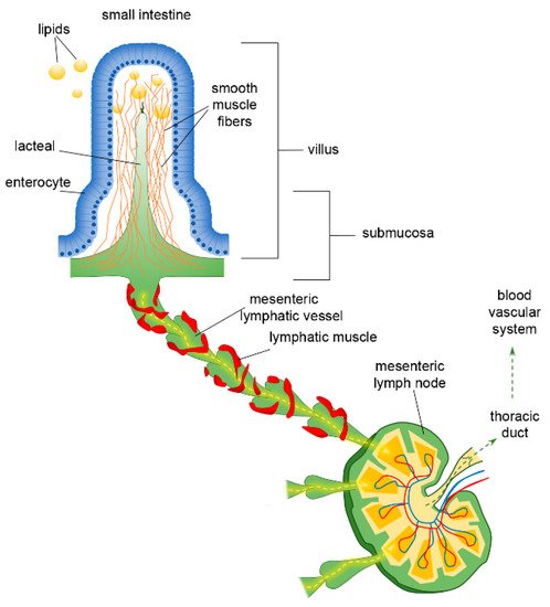 Gut Lymphatic Vessels Encyclopedia Mdpi 